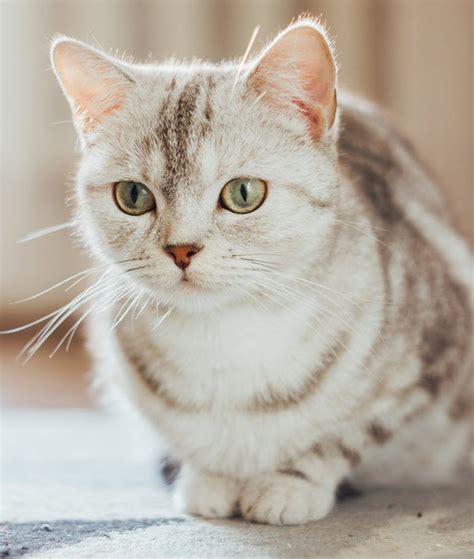 scottish fold with straight ears.